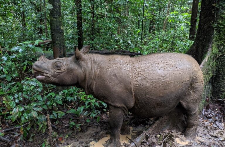 badak kalimantan pemprov kaltim 2