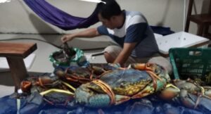 KEPITING BAKAU ANGGANA