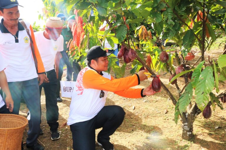 Kabupaten mahulu fokus kembangkan kakao