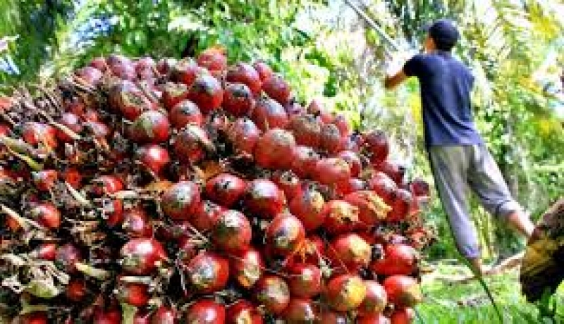 Harga TBS Kelapa Sawit Naik Menyusul Kenaikan CPO | Nusantara+