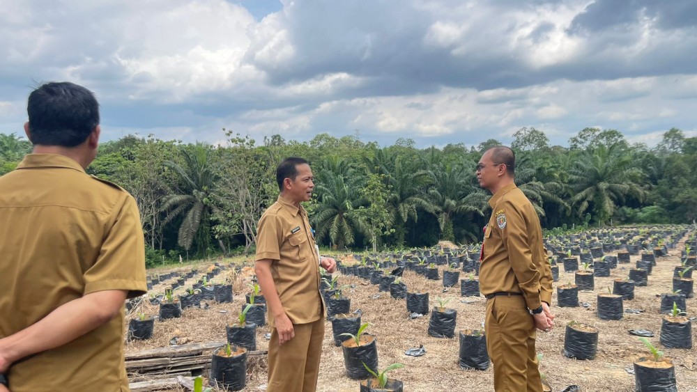 Disbun Kaltim Siapkan 50 Ribu Benih Unggul Untuk Tingkatkan