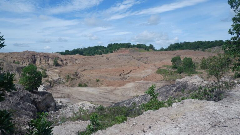 peternakan sapi di sangasanga