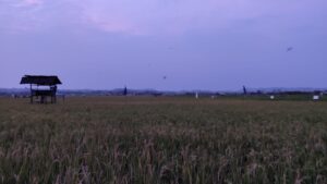 petani muda