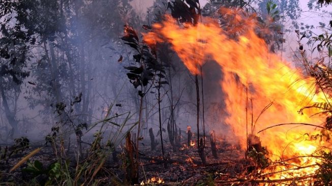 Kekeringan Hambat Pemadaman Karhutla di Kaltim, BPBD Cari Alternatif Sumber Air